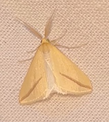 Rhodometra sacraria