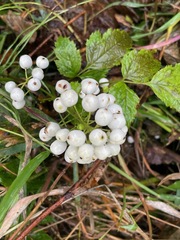 Actaea rubra neglecta