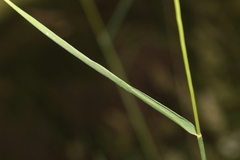 Arrhenatherum elatius bulbosum