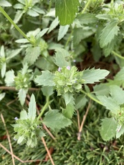 Dracocephalum parviflorum
