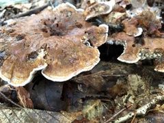 Hydnellum concrescens