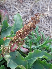 Rumex hymenosepalus
