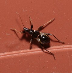 Himacerus mirmicoides