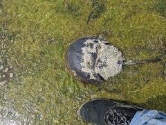 Limulus polyphemus