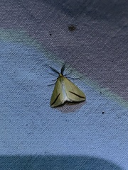 Rhodometra sacraria