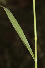 Arrhenatherum elatius bulbosum