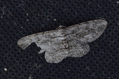 Anavitrinella pampinaria