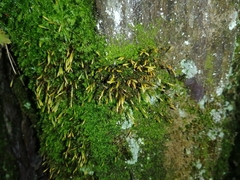 Bryopsida