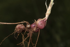 Arrhenatherum elatius bulbosum