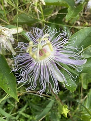 Passiflora incarnata