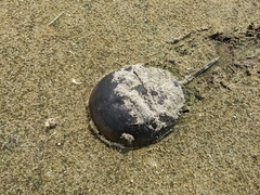 Limulus polyphemus