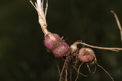 Arrhenatherum elatius bulbosum