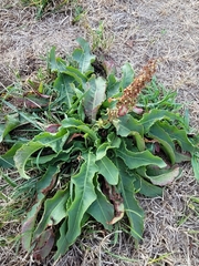 Rumex hymenosepalus