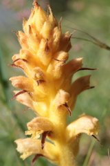 Orobanche