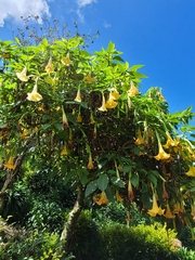Brugmansia