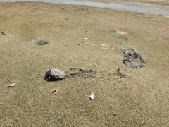Limulus polyphemus