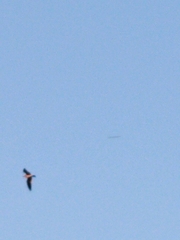Chaetura pelagica