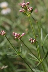 Asperula hirsuta
