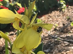 Bombus impatiens