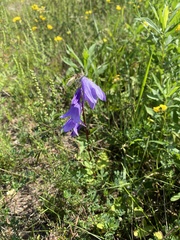 Campanula rapunculoides