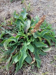 Rumex hymenosepalus
