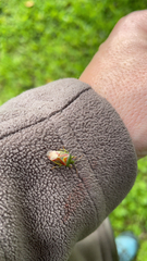 Elasmostethus interstinctus