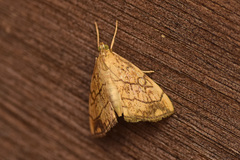 Evergestis pallidata