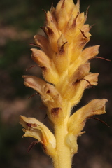 Orobanche
