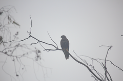 Parabuteo unicinctus unicinctus