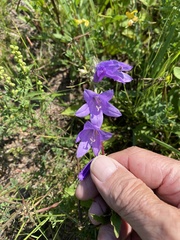 Campanula rapunculoides