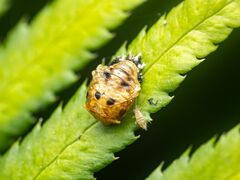 Entomobryidae