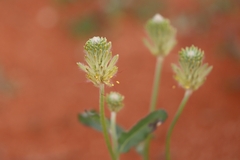 Ptilotus polystachyus
