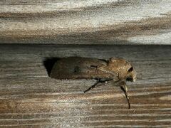 Agrotis exclamationis