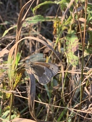 Coenonympha california