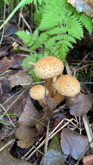 Pholiota squarrosa