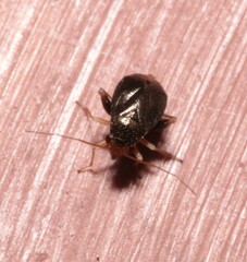 Halticus luteicollis