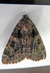 Catocala coniuncta