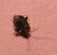 Halticus luteicollis