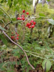Sambucus sibirica