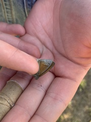Coenonympha california