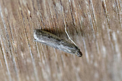 Phycitodes reliquellum