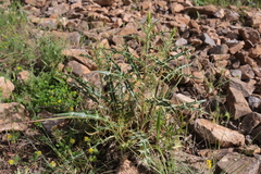 Ptilostemon rhiphaeus