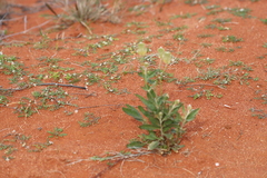 Ptilotus polystachyus