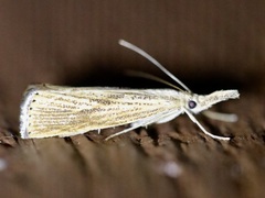 Agriphila vulgivagellus