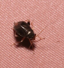 Halticus luteicollis