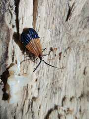 Calopteron terminale