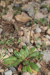 Obovata