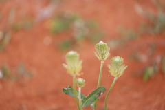 Ptilotus polystachyus