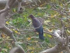 Columbidae