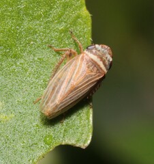 Aphrodes